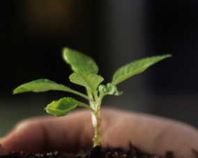 Capgemini aspira a ser una compañía cero emisiones en 2030