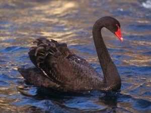 Cisne Negro
